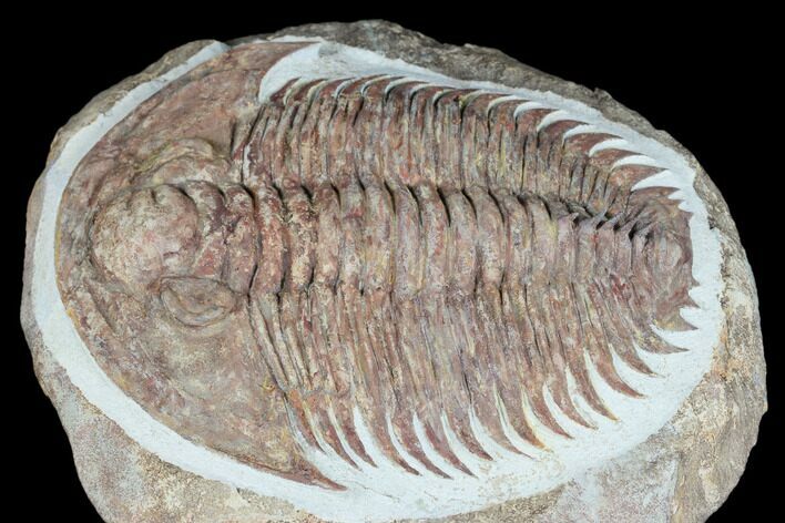 Gigantopygus Trilobite With Pos/Neg - Issafen, Morocco #183631